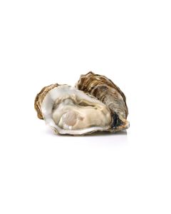 Austeres Poesie Nr.2-12 gab (Crassostrea gigas)